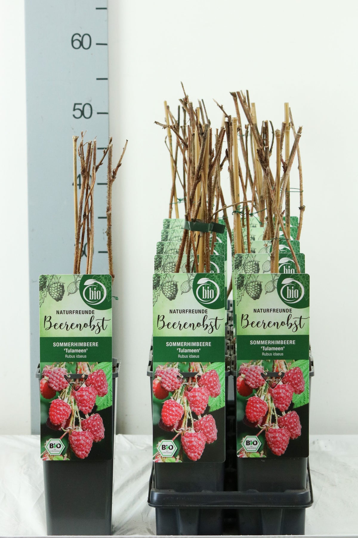 Rubus idaeus &