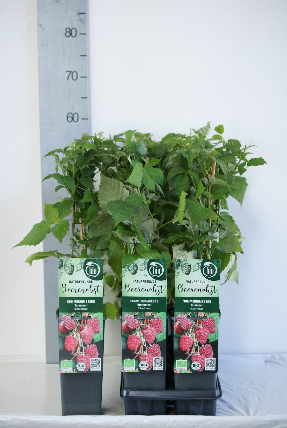 Rubus idaeus &