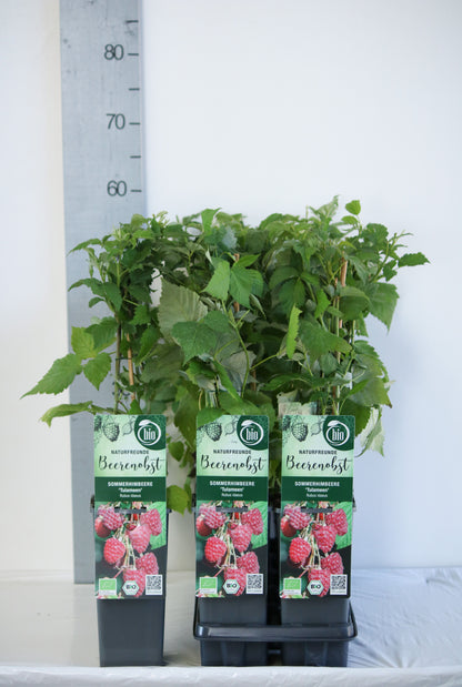 Rubus idaeus &