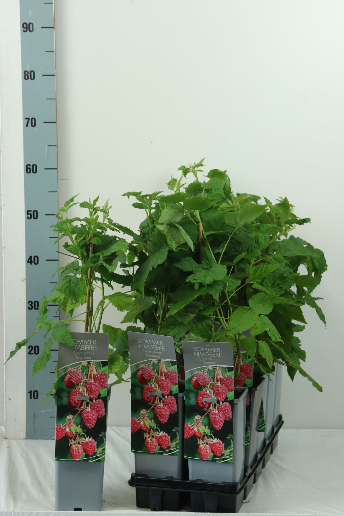 Rubus idaeus &
