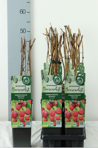Rubus idaeus &