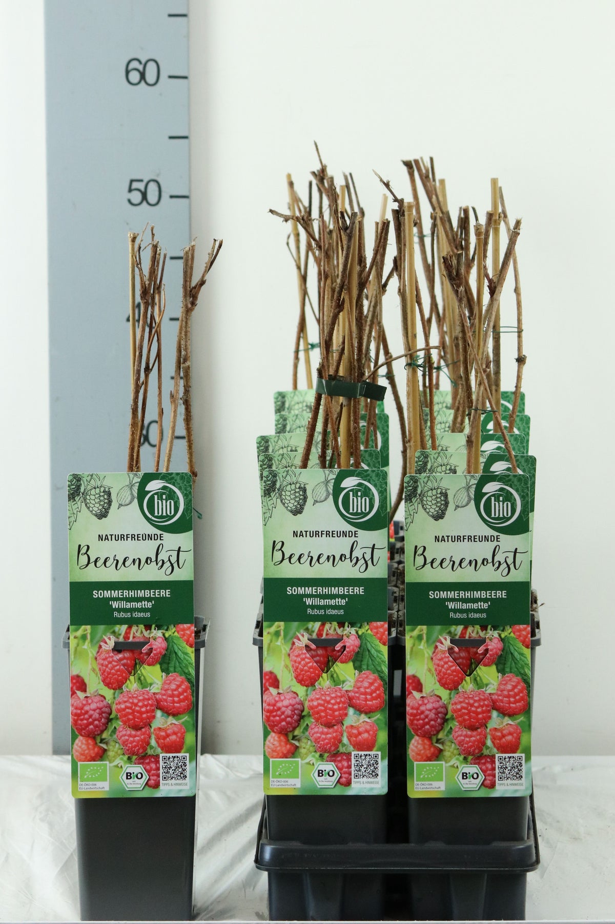 Rubus idaeus &