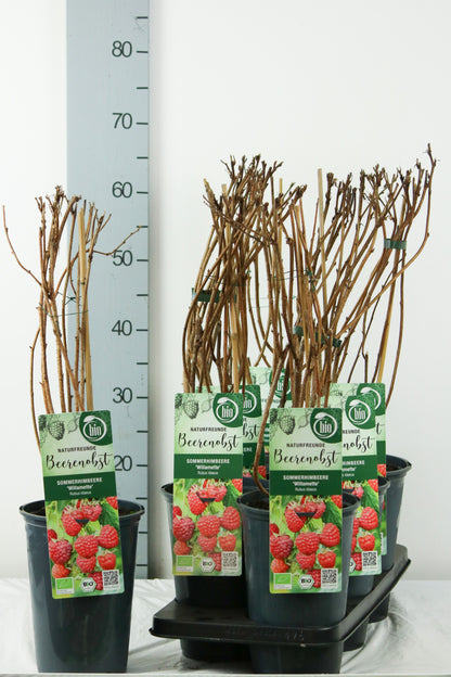 Hallon Rubus idaeus &