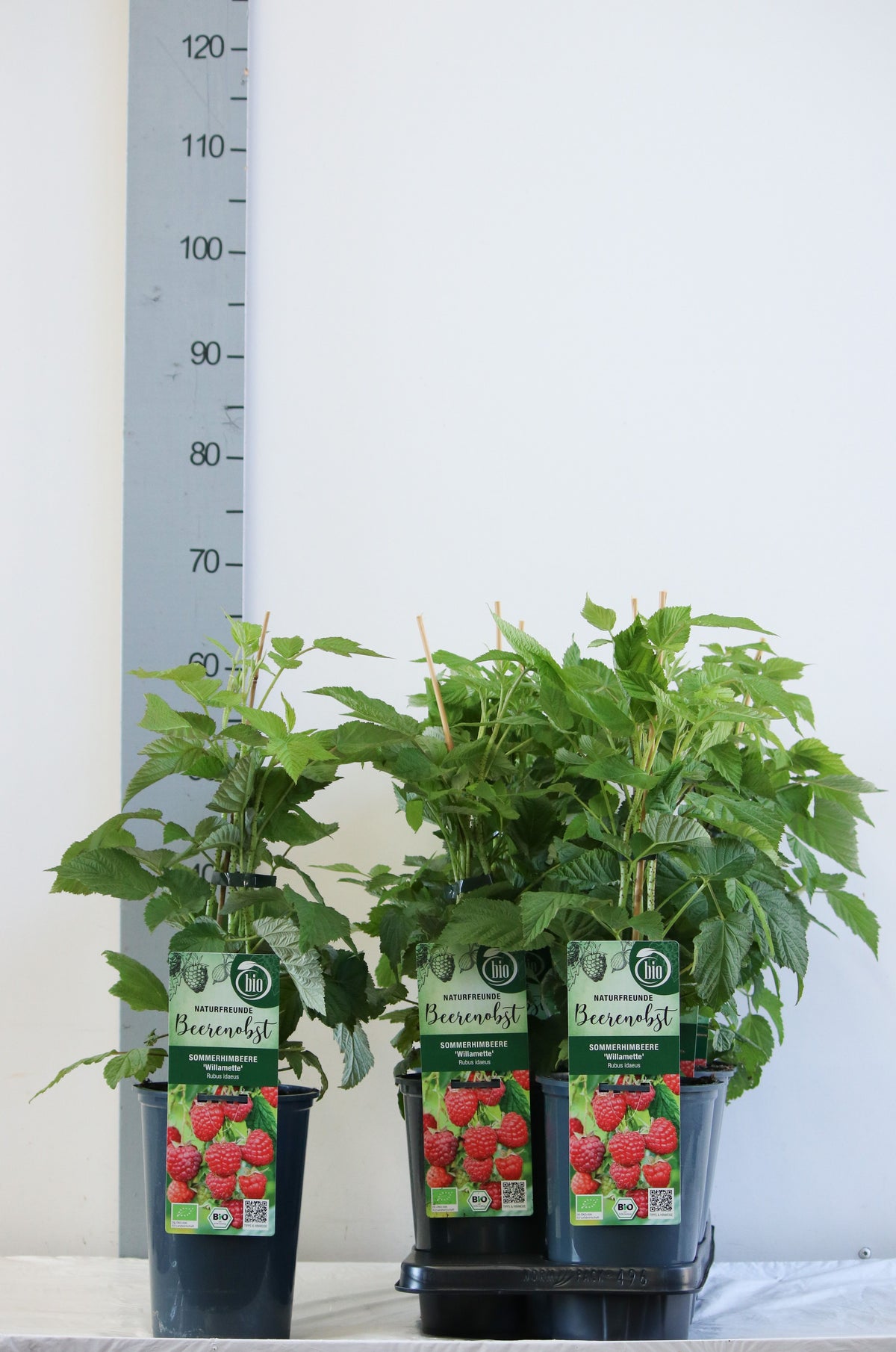 Rubus idaeus &
