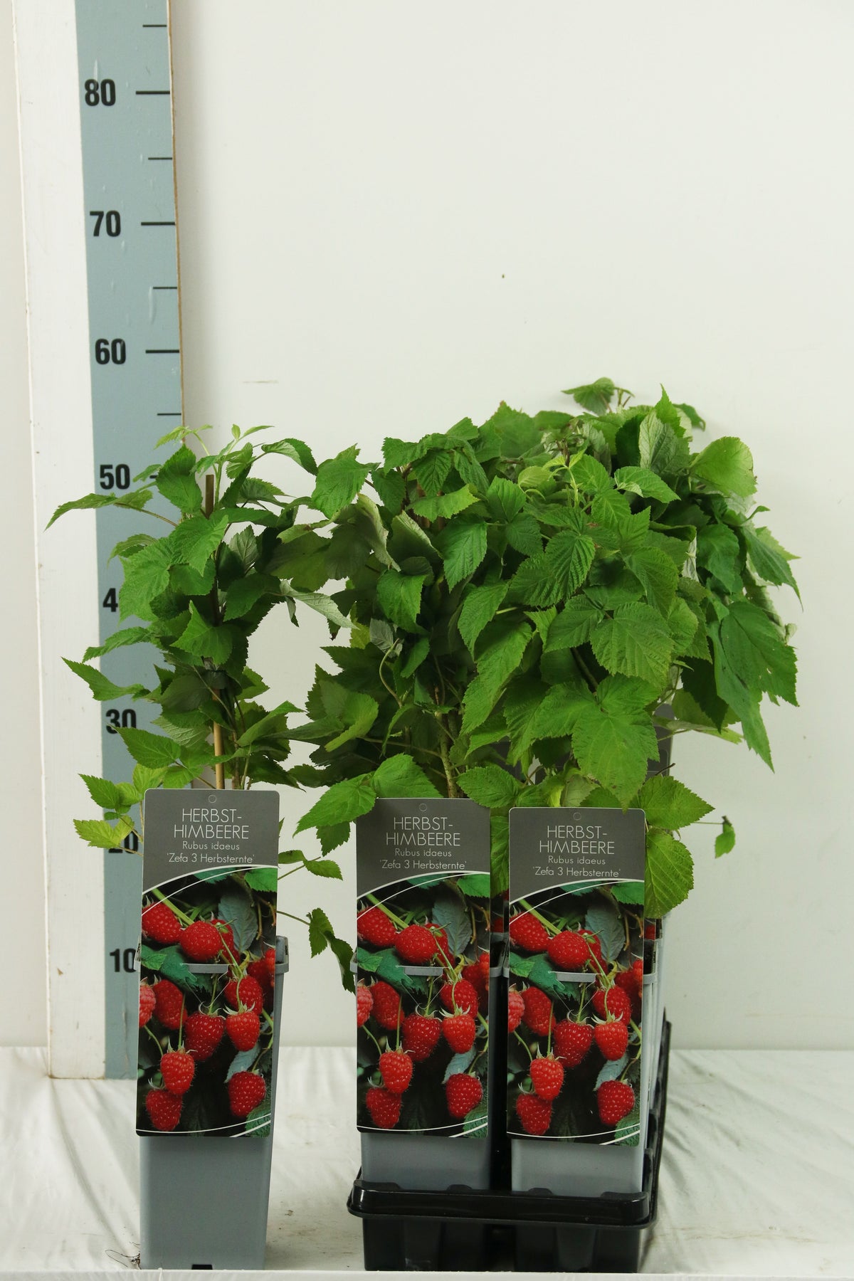 Rubus idaeus &