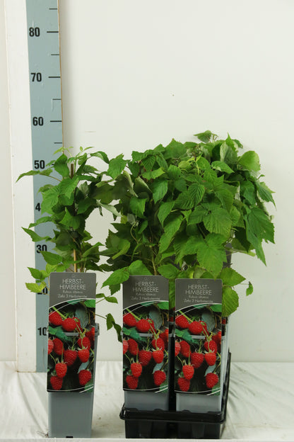 Rubus idaeus &