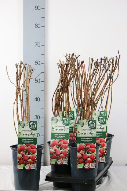 Rubus idaeus &