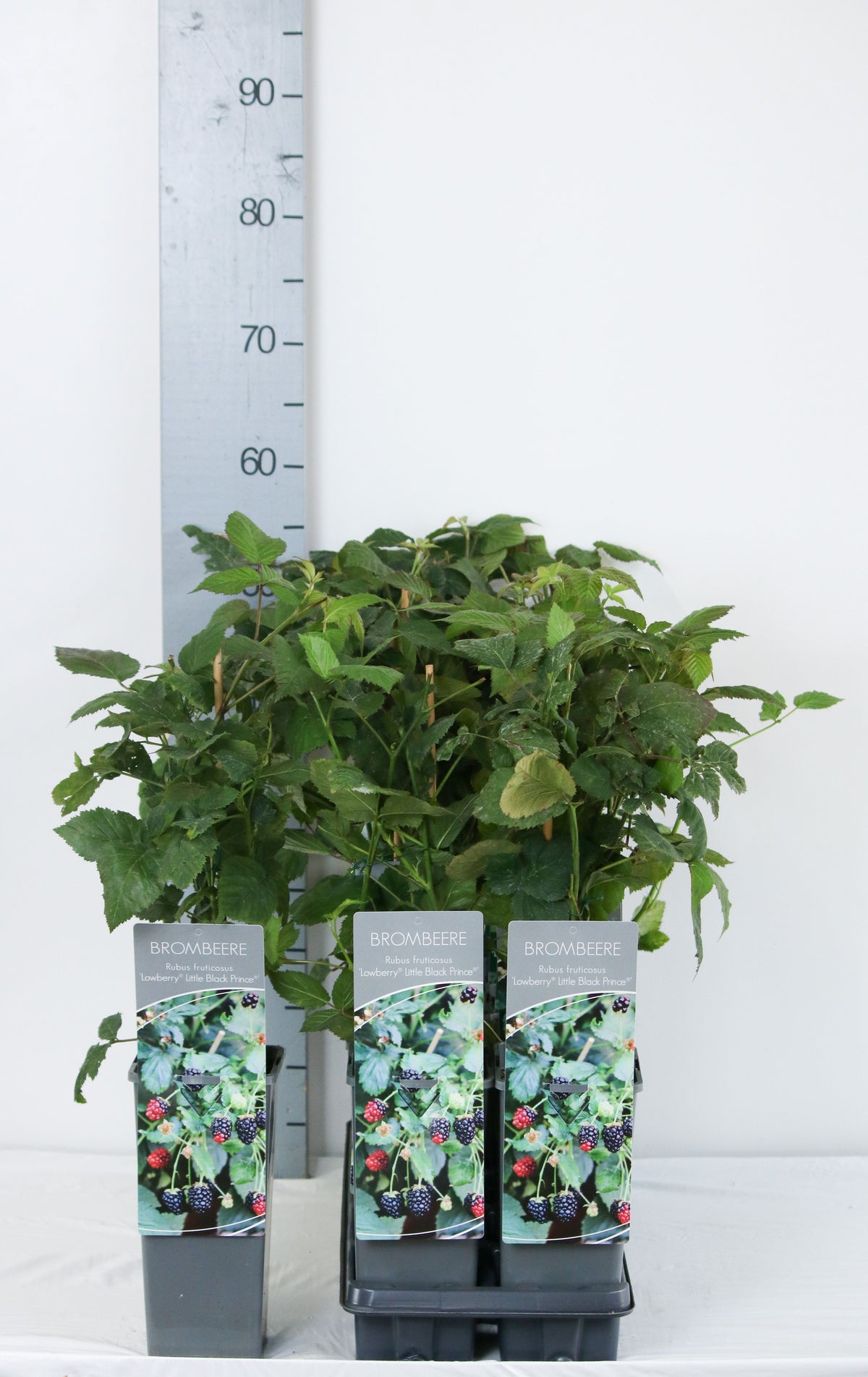 Rubus &