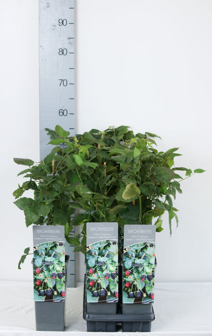 Rubus &