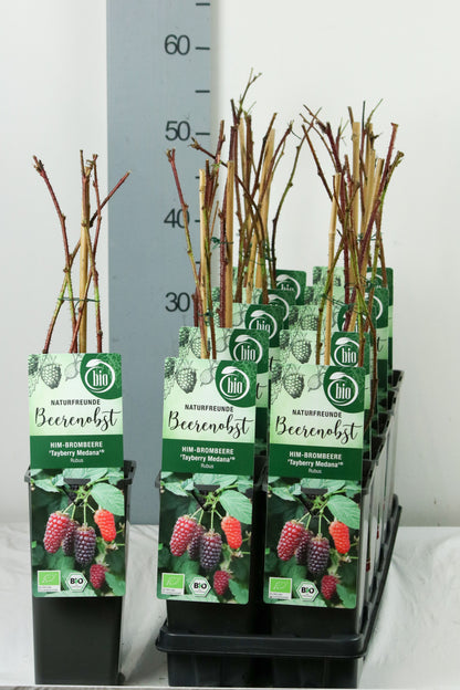Rubus &