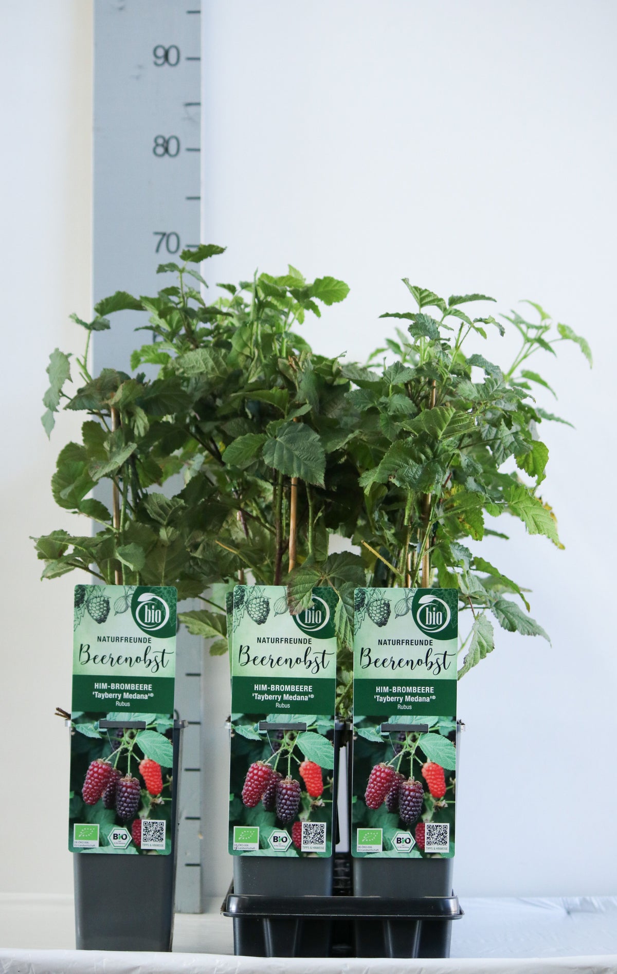 Rubus &