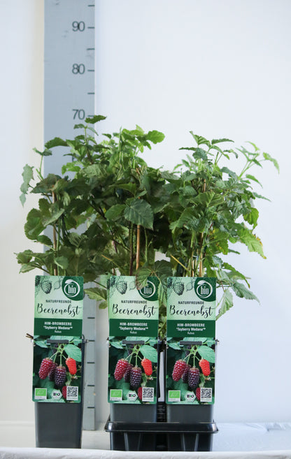 Rubus &