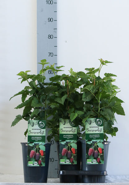 Rubus &