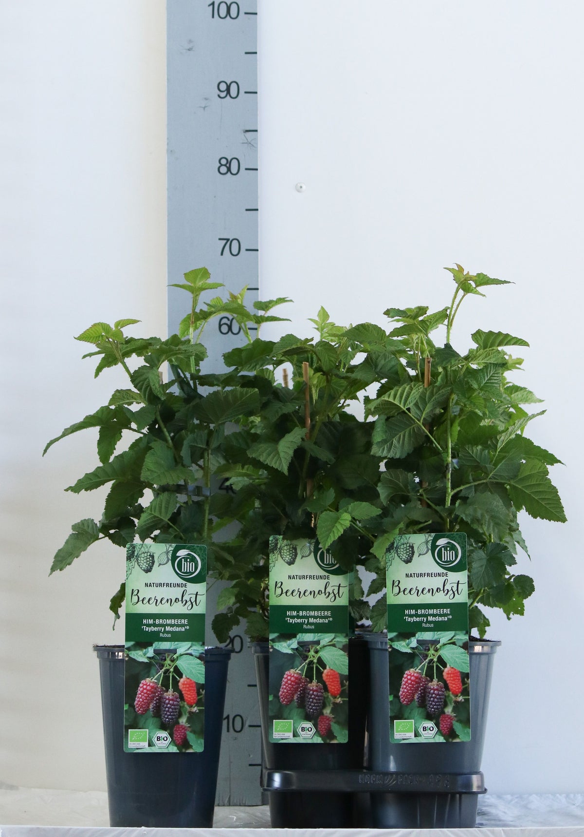 Rubus &