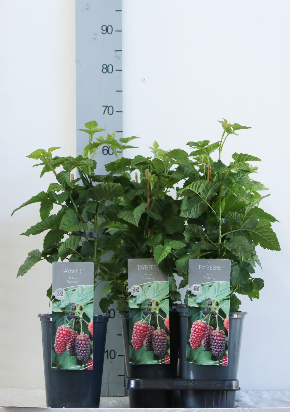 Rubus &