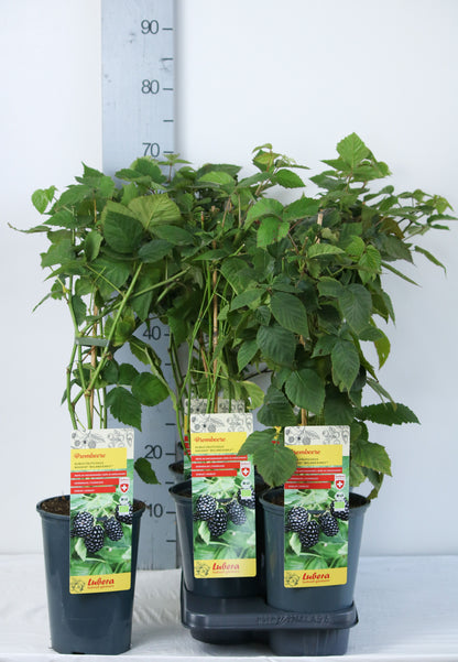Rubus &