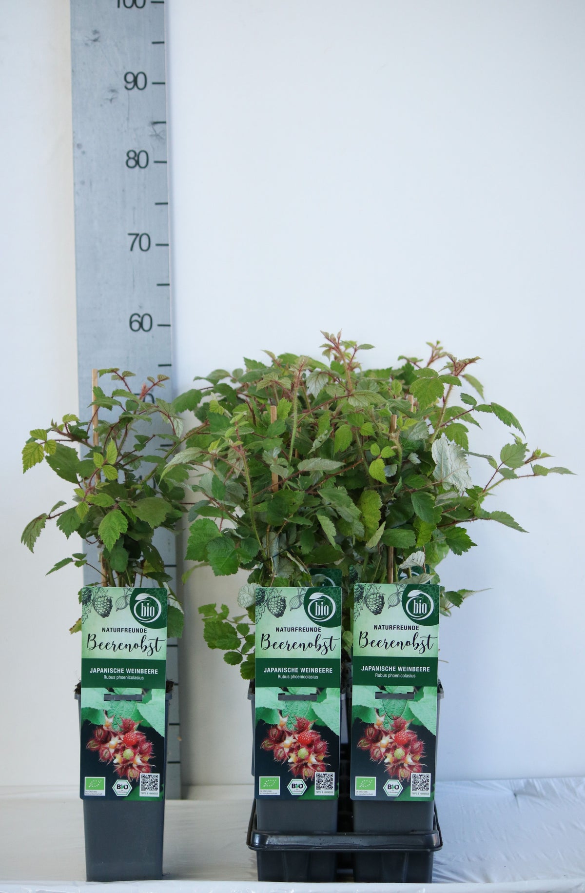 Rubus phoenicolasius C2 (2 liters kruka) 30-35 cm