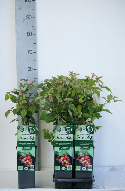 Rubus phoenicolasius C2 (2 liters kruka) 30-35 cm