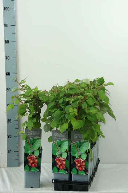 Rubus phoenicolasius 30-40 cm, C2 (2 liters kruka)