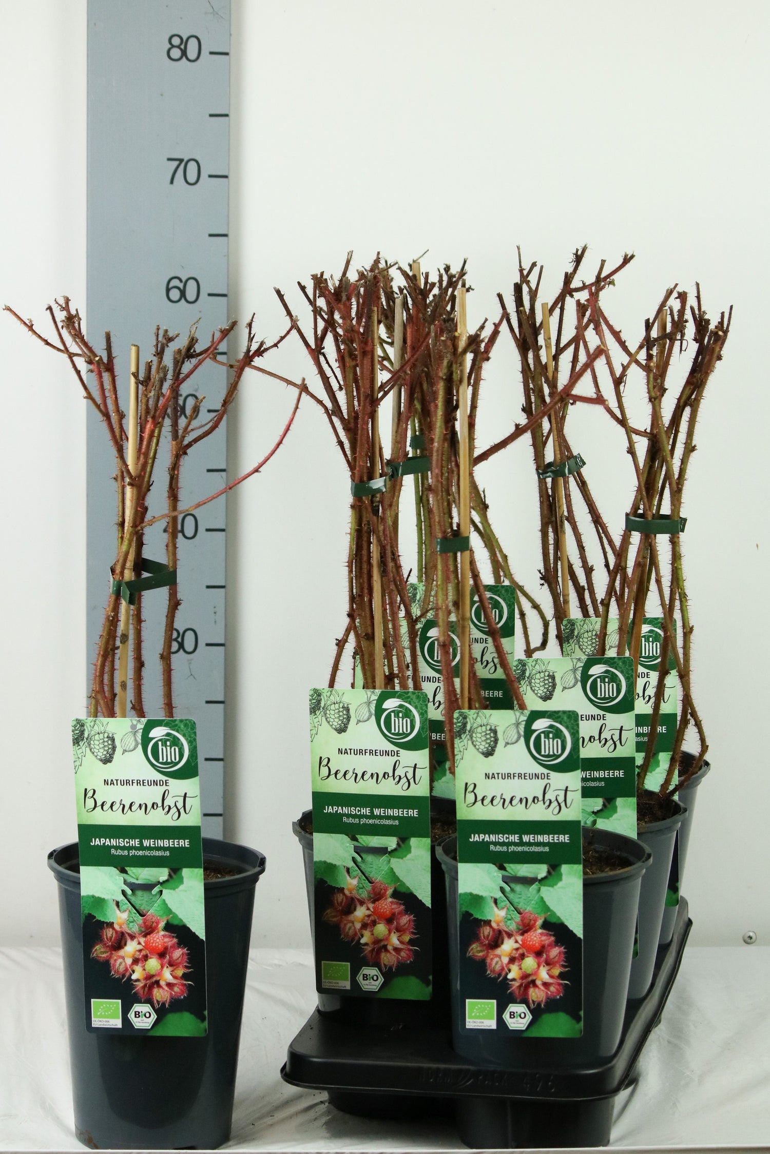 Rubus phoenicolasius C3 (3 liters kruka)