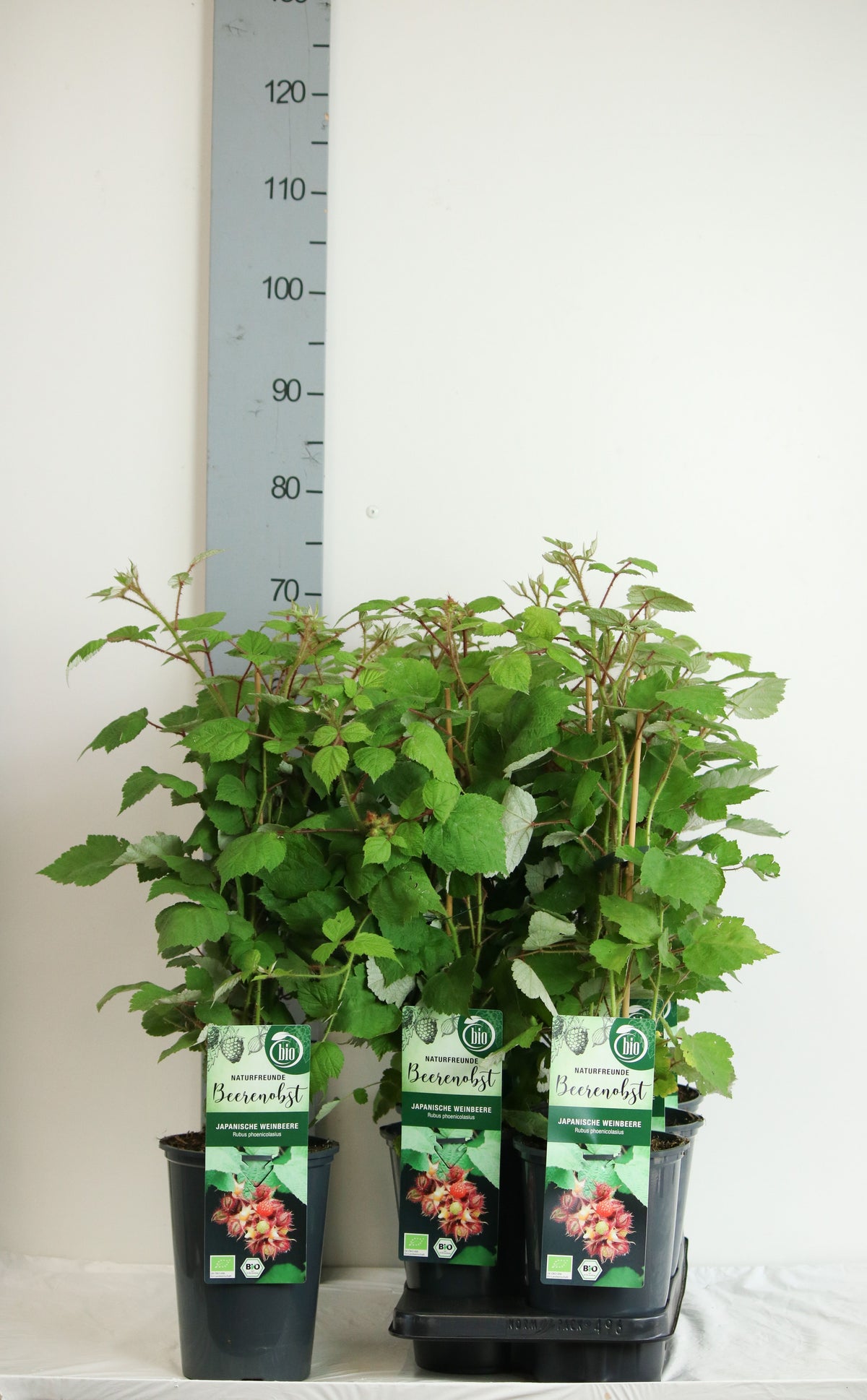 Rubus phoenicolasius C3 (3 liters kruka) 40-50 cm