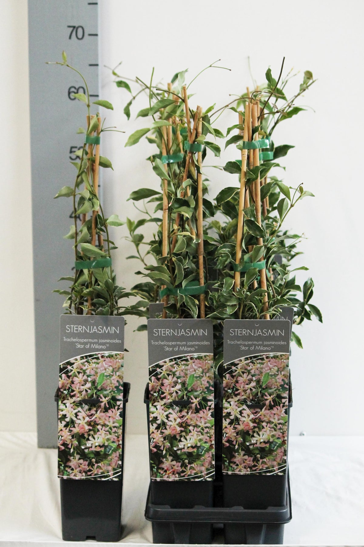 Trachelospermum a. &