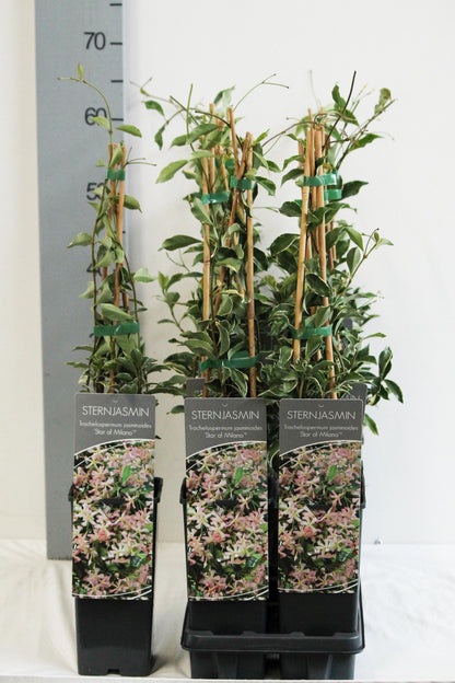 Trachelospermum a. &