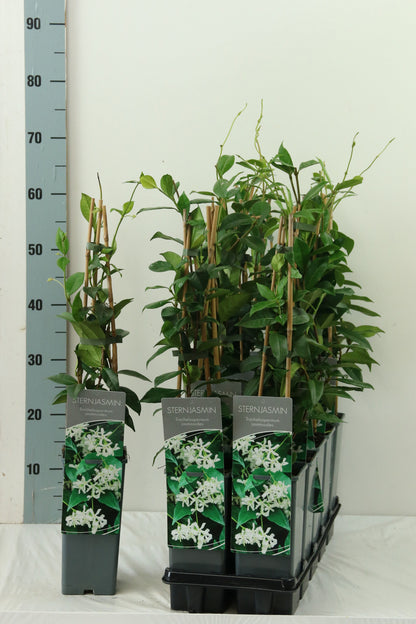 Trachelospermum jasminoides C2 (2 liters kruka) 40–60 cm