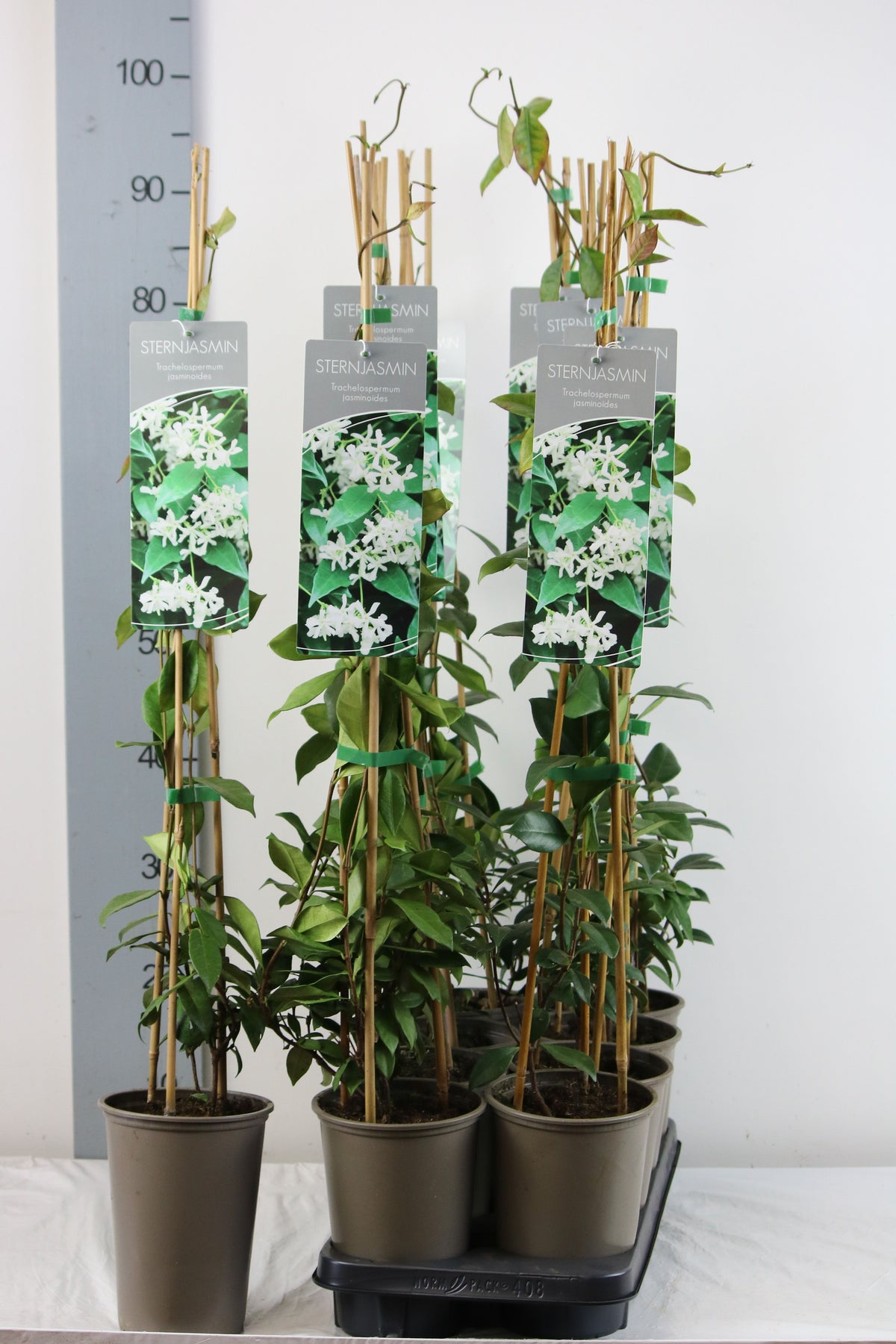 Trachelospermum jasminoides C2 (2 liters kruka) 60-100 cm