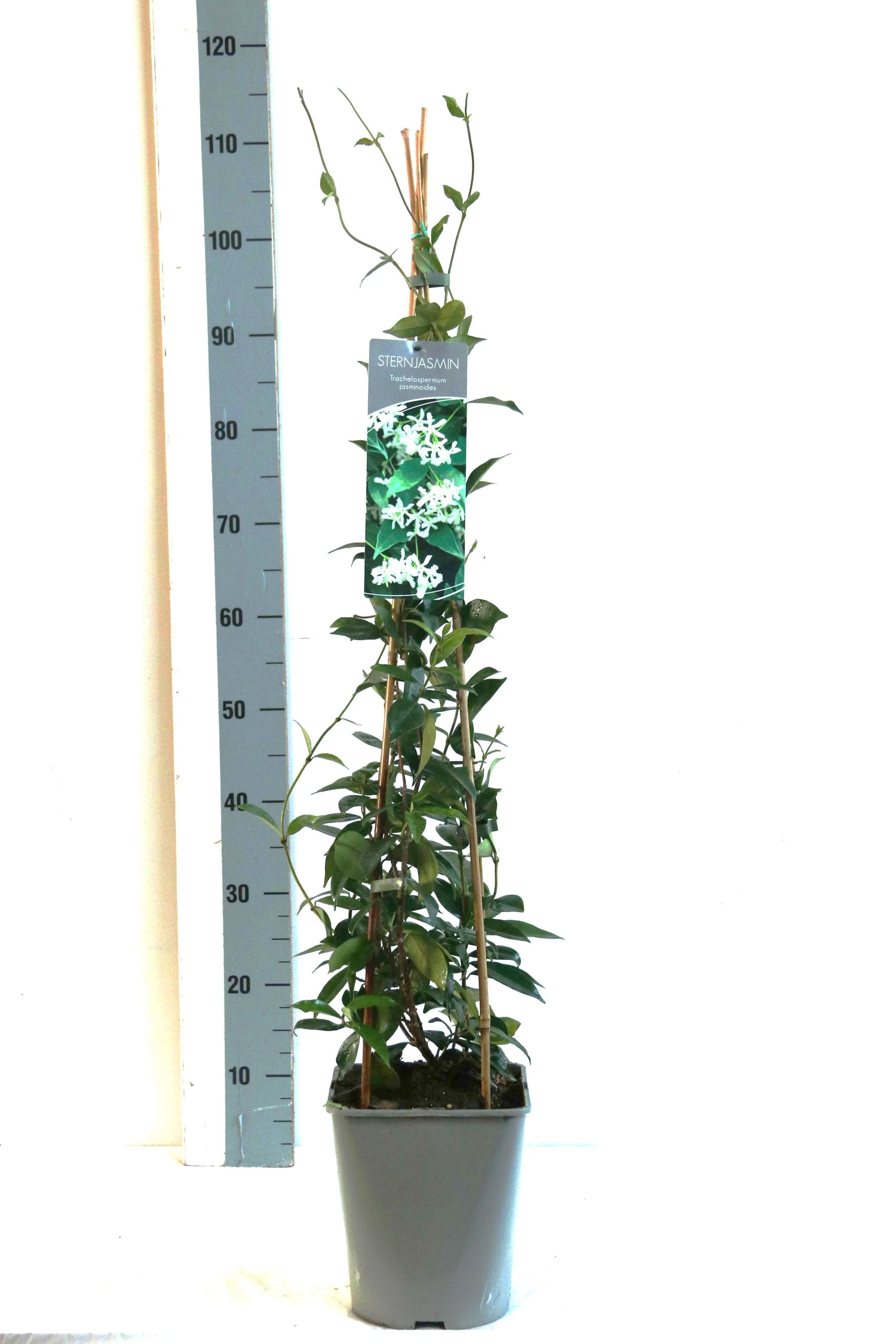 Stjärnjasmin jasminoides - C5/P23 80-100 CM