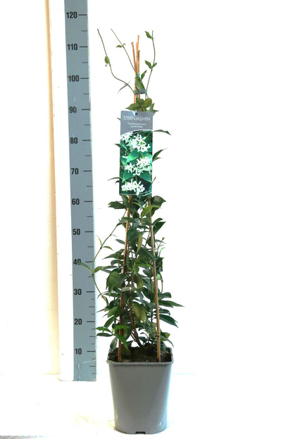 Trachelospermum jasminoides C5 (5 liters kruka / 23 cm kruka) 80-100 cm