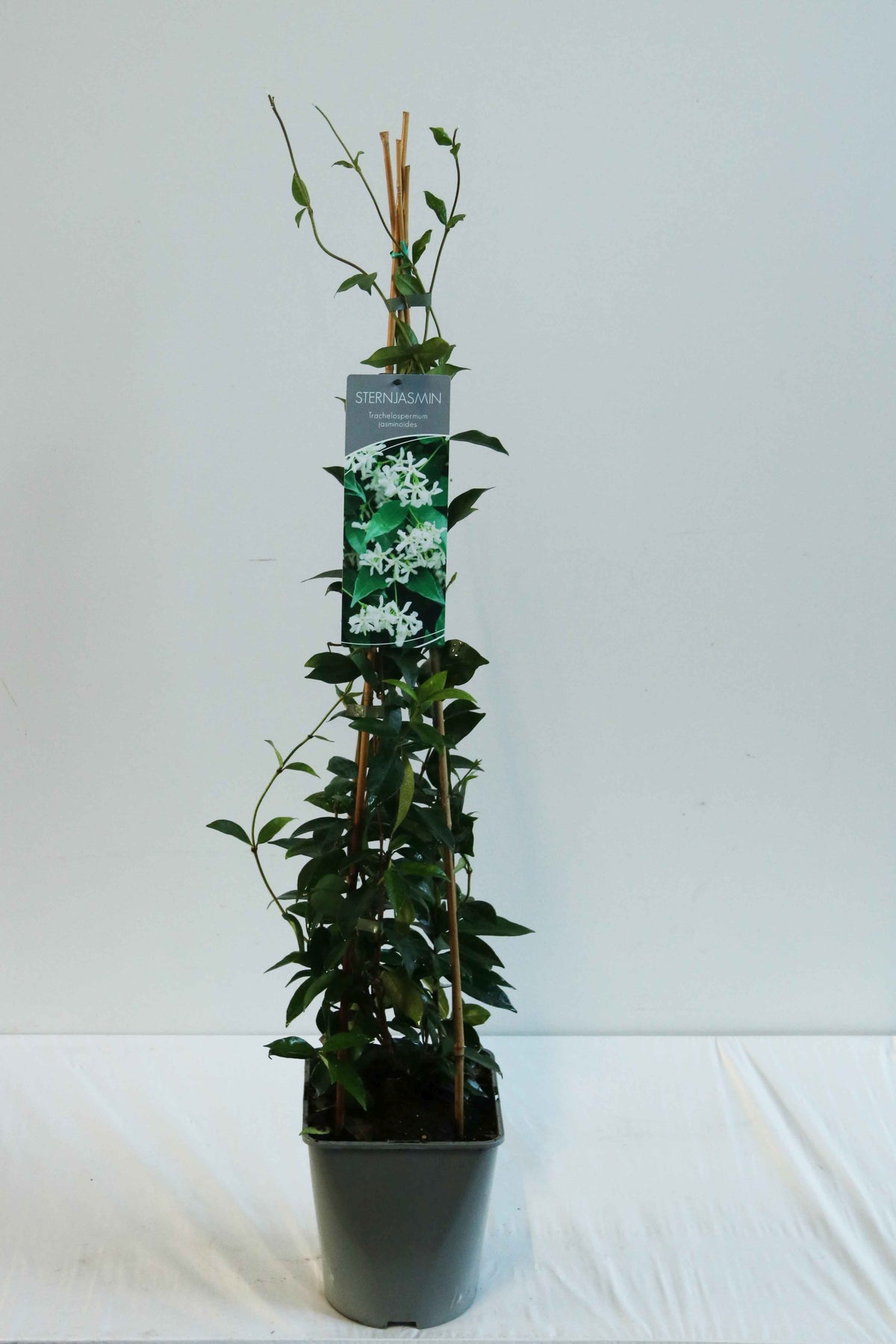 Trachelospermum jasminoides C5 (5 liters kruka) 80-100 cm