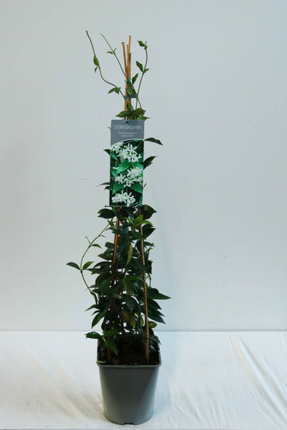Trachelospermum jasminoides C5 (5 liters kruka) 80-100 cm