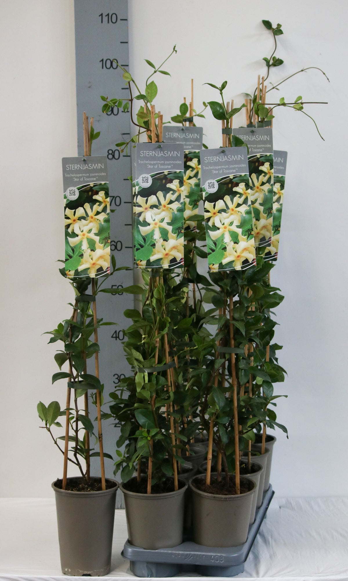 Trachelospermum j. &