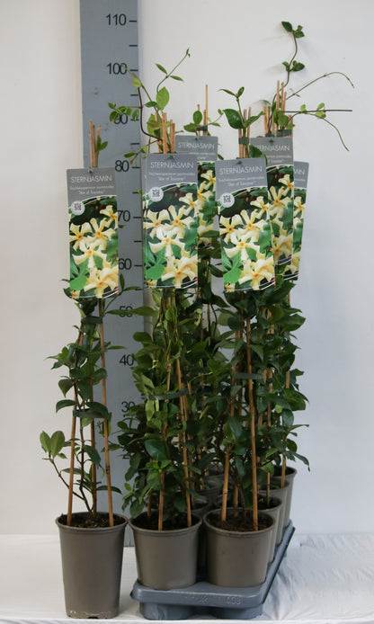 Trachelospermum j. &