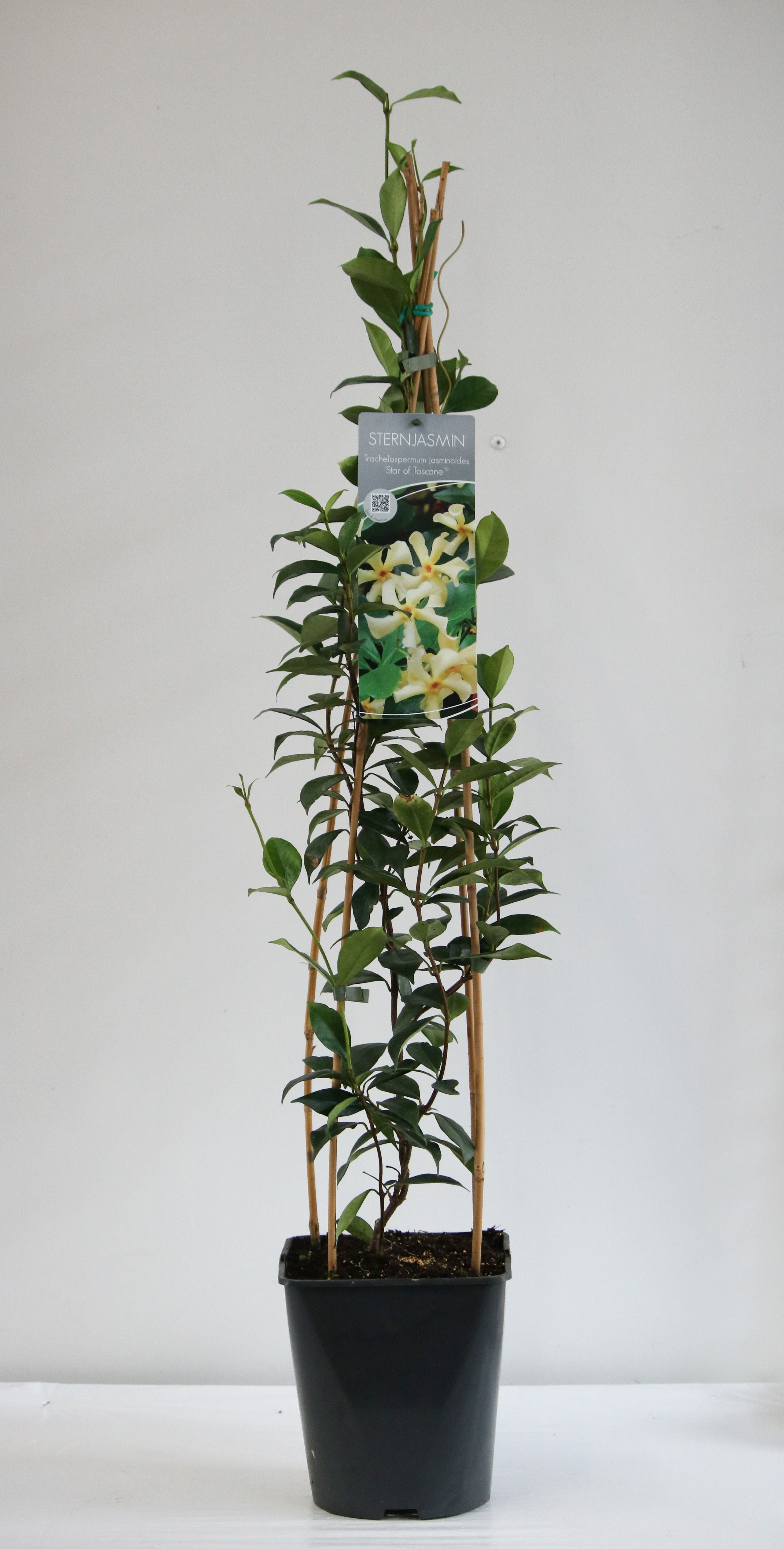 Stjärnjasmin j. &