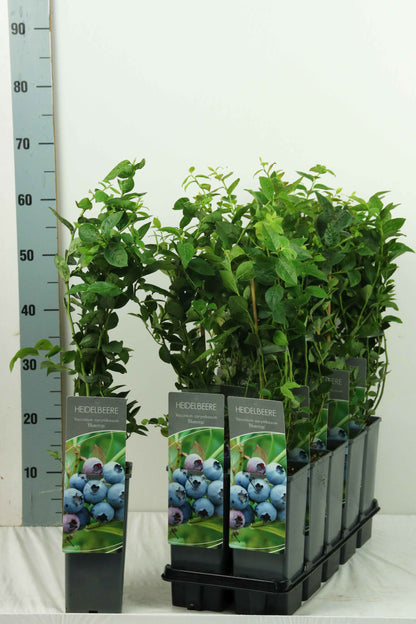 Vaccinium cor. &