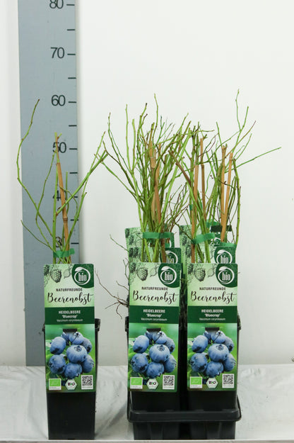 Vaccinium cor. &