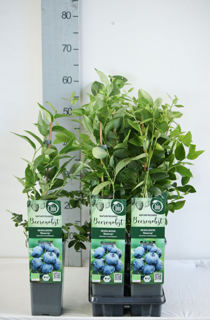 Vaccinium cor. &