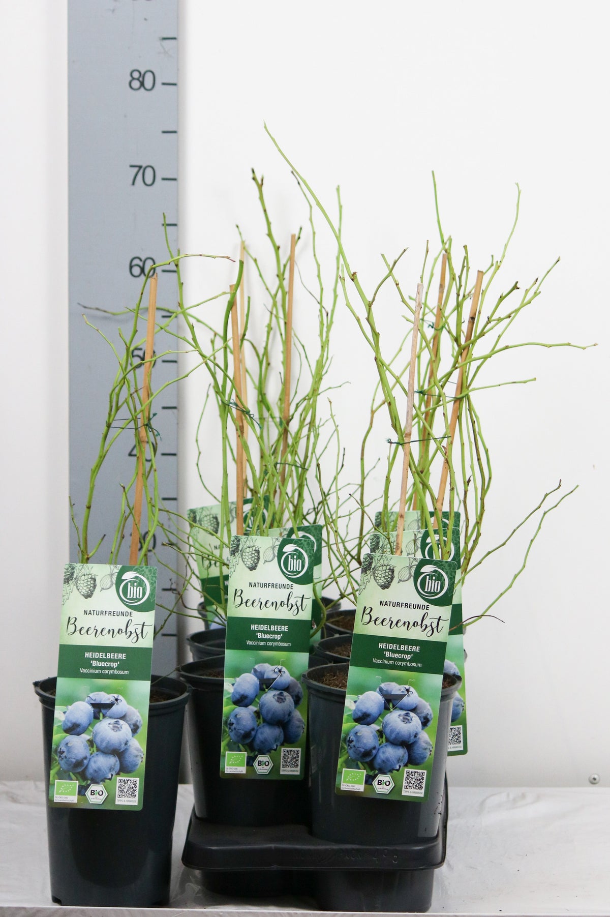 Vaccinium cor. &
