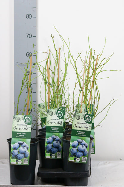 Vaccinium cor. &