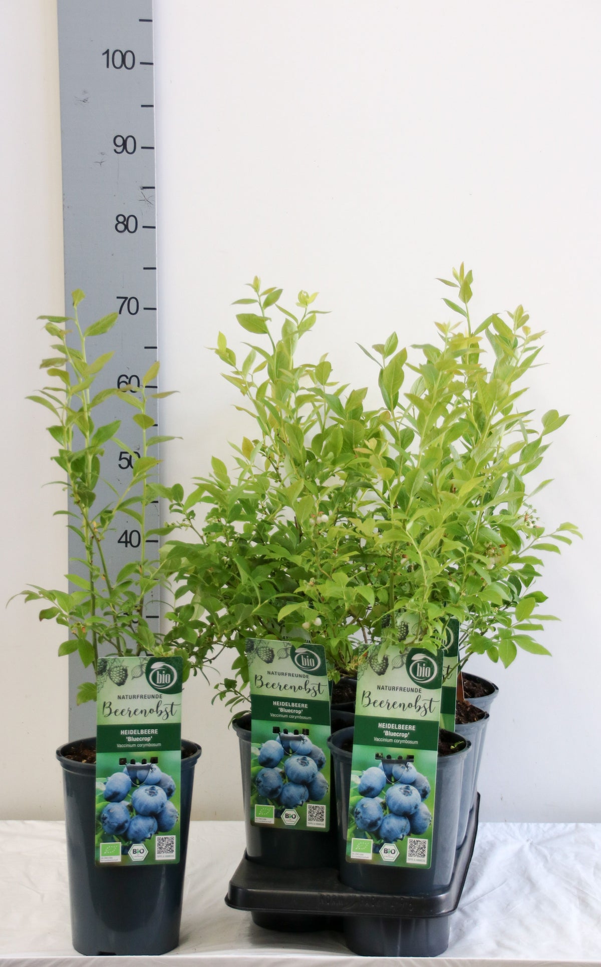Vaccinium cor. &