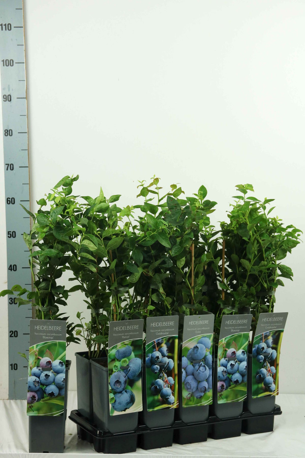 Vaccinium i sorter C2 (2 liters kruka) 30-40 cm