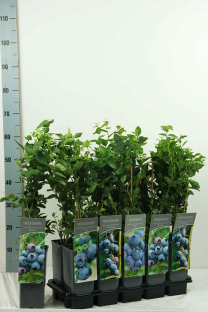 Vaccinium i sorter 30-40 cm, C2 (2 liters kruka)