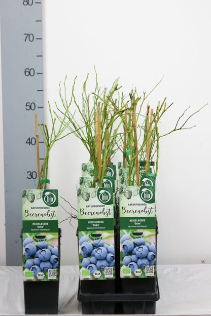 Vaccinium cor. &