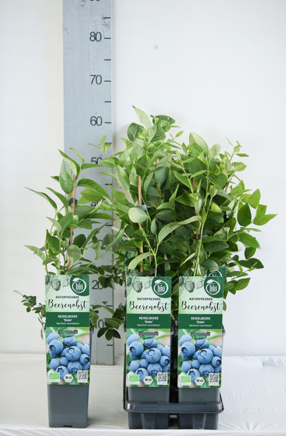 Vaccinium cor. &