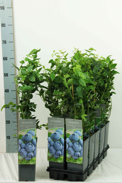 Vaccinium cor. &