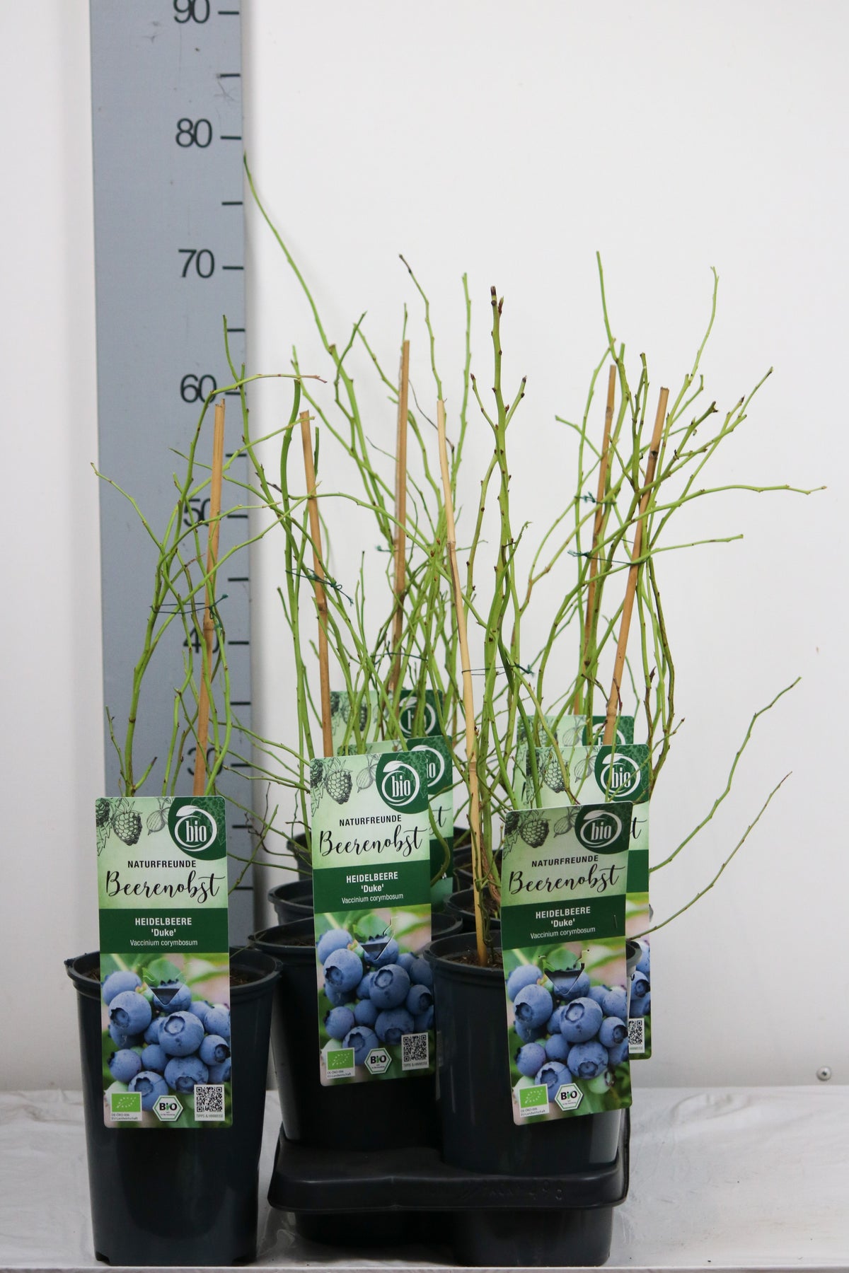 Vaccinium cor. &