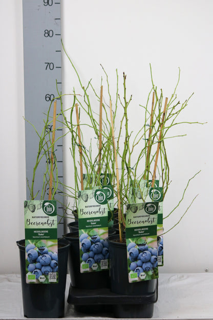 Vaccinium cor. &