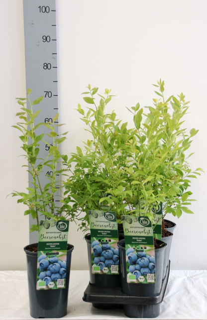 Vaccinium cor. &